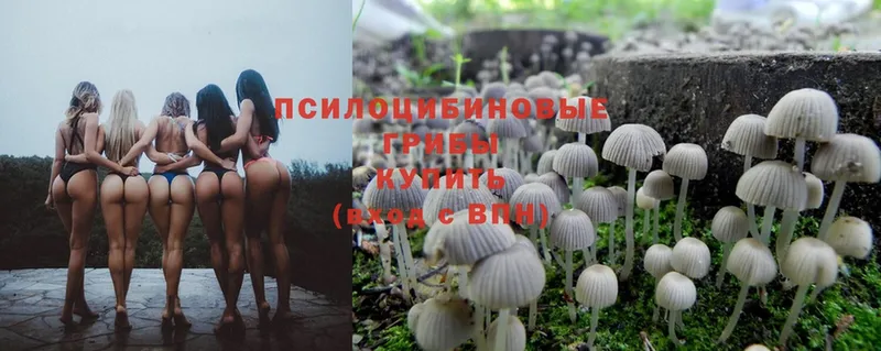 Псилоцибиновые грибы MAGIC MUSHROOMS  Кущёвская 